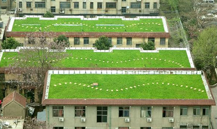 ���_�����ƺ